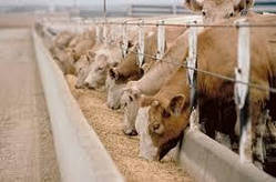 Вітамінно мінеральні корми для корів телят бичків дробина пивна гранула