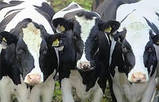 Комбікорм дробина пивна гранула для корів, телят, бичків, фото 3