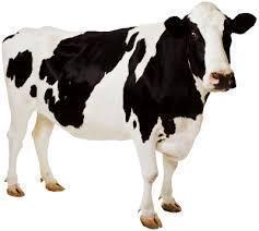 Протеїновий білковий корм для корів бичків