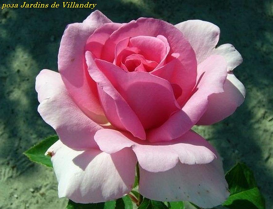 Троянда Jardins de Villandry (Жордин де Вілландрі), фото 1