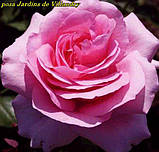 Троянда Jardins de Villandry (Жордин де Вілландрі), фото 3