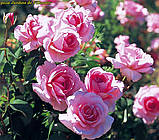 Троянда Jardins de Villandry (Жордин де Вілландрі), фото 4