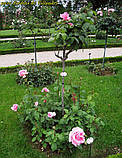 Троянда Jardins de Villandry (Жордин де Вілландрі), фото 5