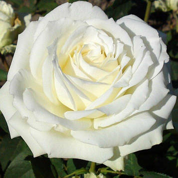 Аваланж  (Avalanche)