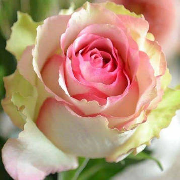 Дансинг Квін ( Dancing Queen)