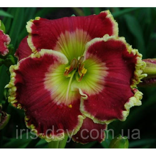 Лілейник Born To Run (Stamile 2007), фото 1