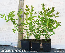 Саджанці жимолості Атут, 1-річні P9, фото 4
