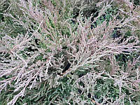 Ялівець горизонтальний Вінтер Блу Р9 (ялівець Juniperus horizontalis 'Winter Blue')