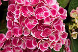 Гортензія крупнолистная Tivoli pink (Тіволі) 3год, фото 6
