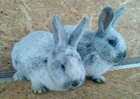 Особливості утримання кролів породи Шампань