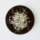 Detox Victoria Secret MIX Абонемент 6 різновидів паростків та мікрогрини 1600 гр, фото 2