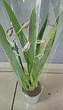 Гіркувальна рослина Орхідея Мілтонія, фото 4