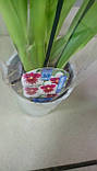 Гіркувальна рослина Орхідея Мілтонія, фото 5