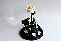 Стабилизированная роза в колбе Etoile Flora Коттоновый белый 33 см (33R-0808)