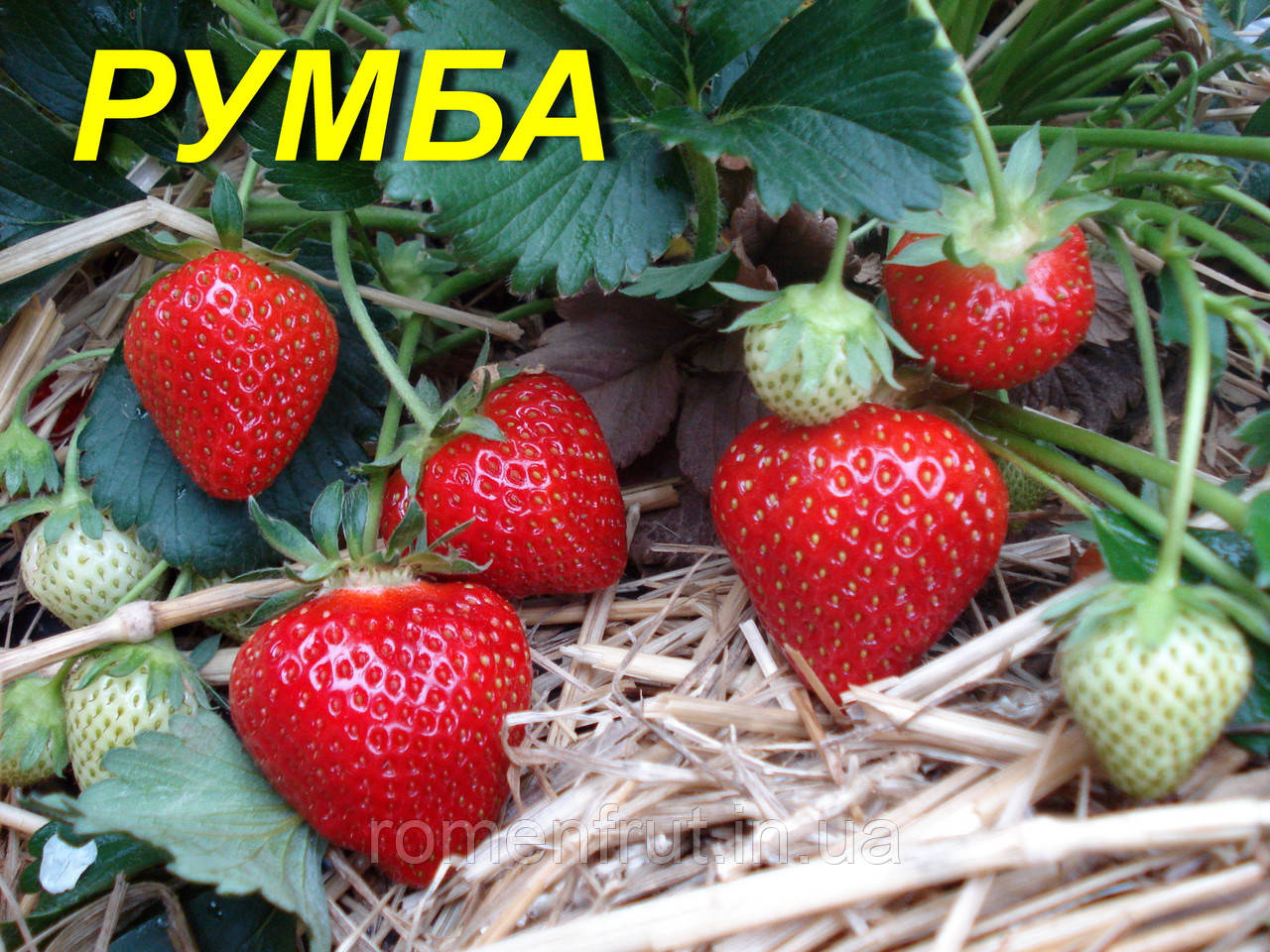 Суниця "Румба" (фріго А)