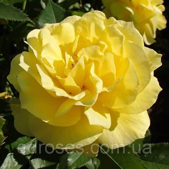 Фрезия ( Friesia ,KORresia, Sun Sprite), фото 1