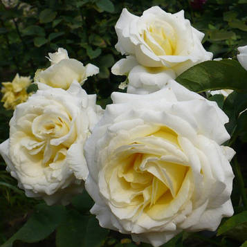 Шопен ( Chopin)