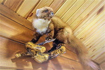 Поставлено во многие рестораны Украины и за границу. 