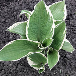 Hosta France