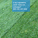 Газон мікро -біла конюшина повзуча Піполіна Рівендел Юра Рома trifolium 1кг Купити мішок Авторський ГАЗОН, фото 4