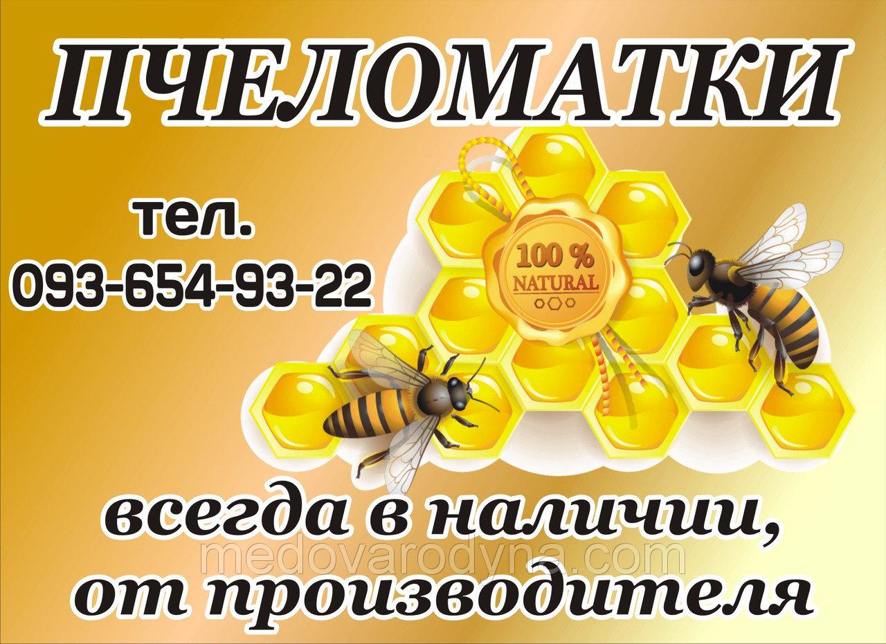 Пчеломатка української степової породи неплодная 2021