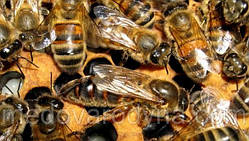 Бджолина матка неплідна української степової породи 2021