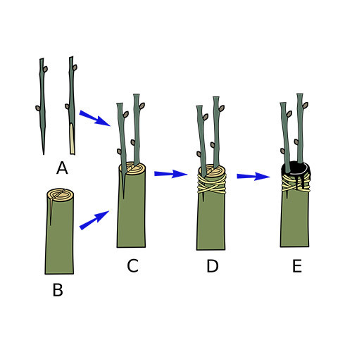 Засоби для щеплення: стрічки, плівки, замазки, віск