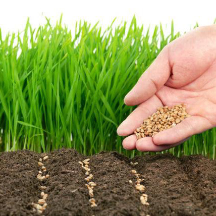Насіння газонних трав