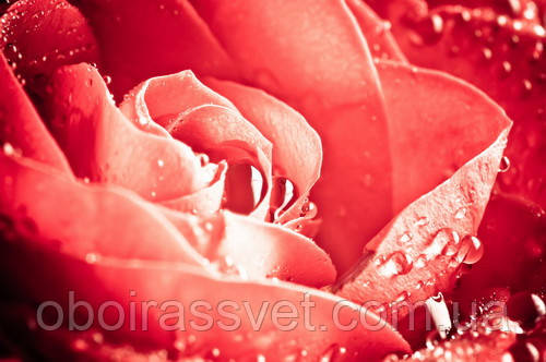 Фотошляхи вінілові на флізеліновій основі, що миють