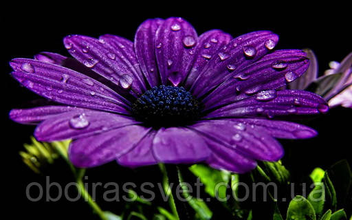 Фотошляхи вінілові на флізеліновій основі, що миють