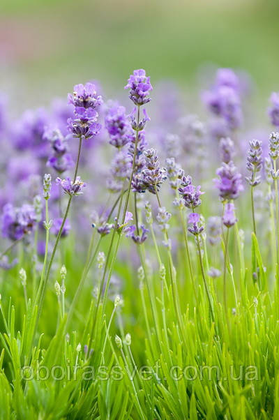 Фотошляхи вінілові на флізеліновій основі, що миють