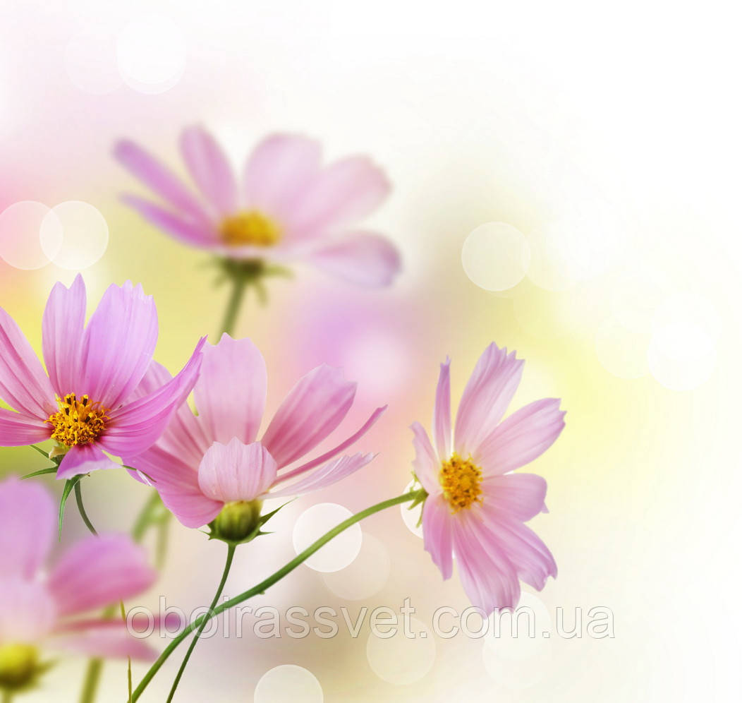 Фотошляхи вінілові на флізеліновій основі, що миють