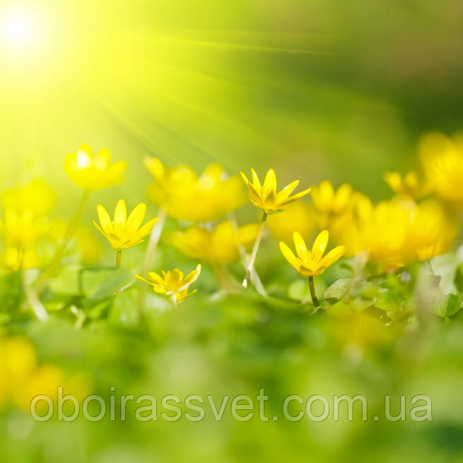 Фотошляхи вінілові на флізеліновій основі, що миють