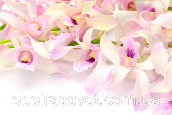 Фотошляхи вінілові на флізеліновій основі, що миють