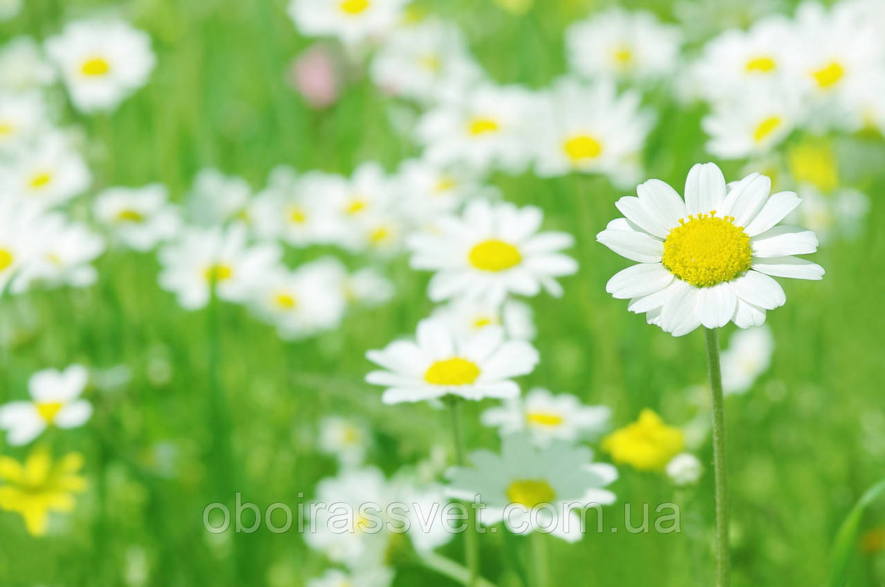Фотошляхи вінілові на флізеліновій основі, що миють