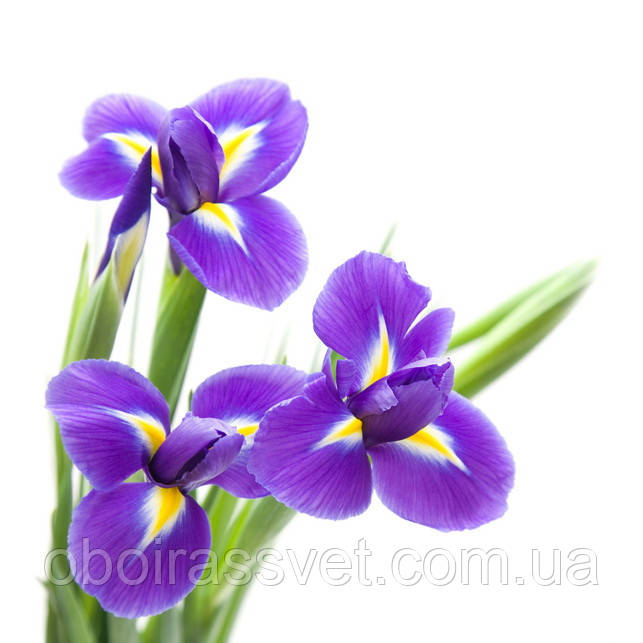 Фотошляхи вінілові на флізеліновій основі, що миють