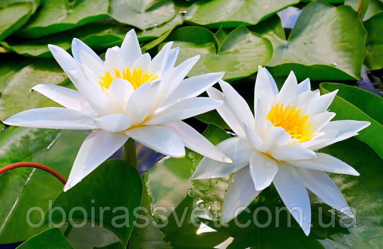 Фотошляхи вінілові на флізеліновій основі, що миють