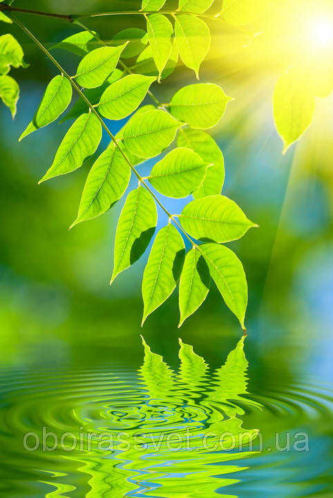 Фотошляхи вінілові на флізеліновій основі, що миють