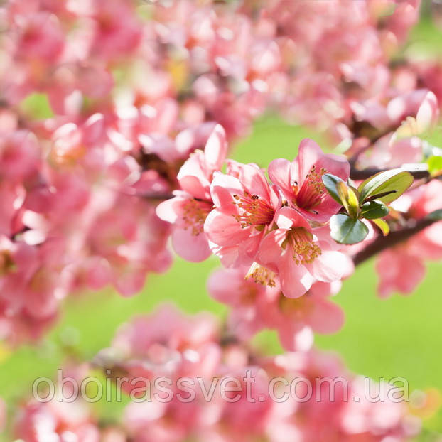 Фотошляхи вінілові на флізеліновій основі, що миють