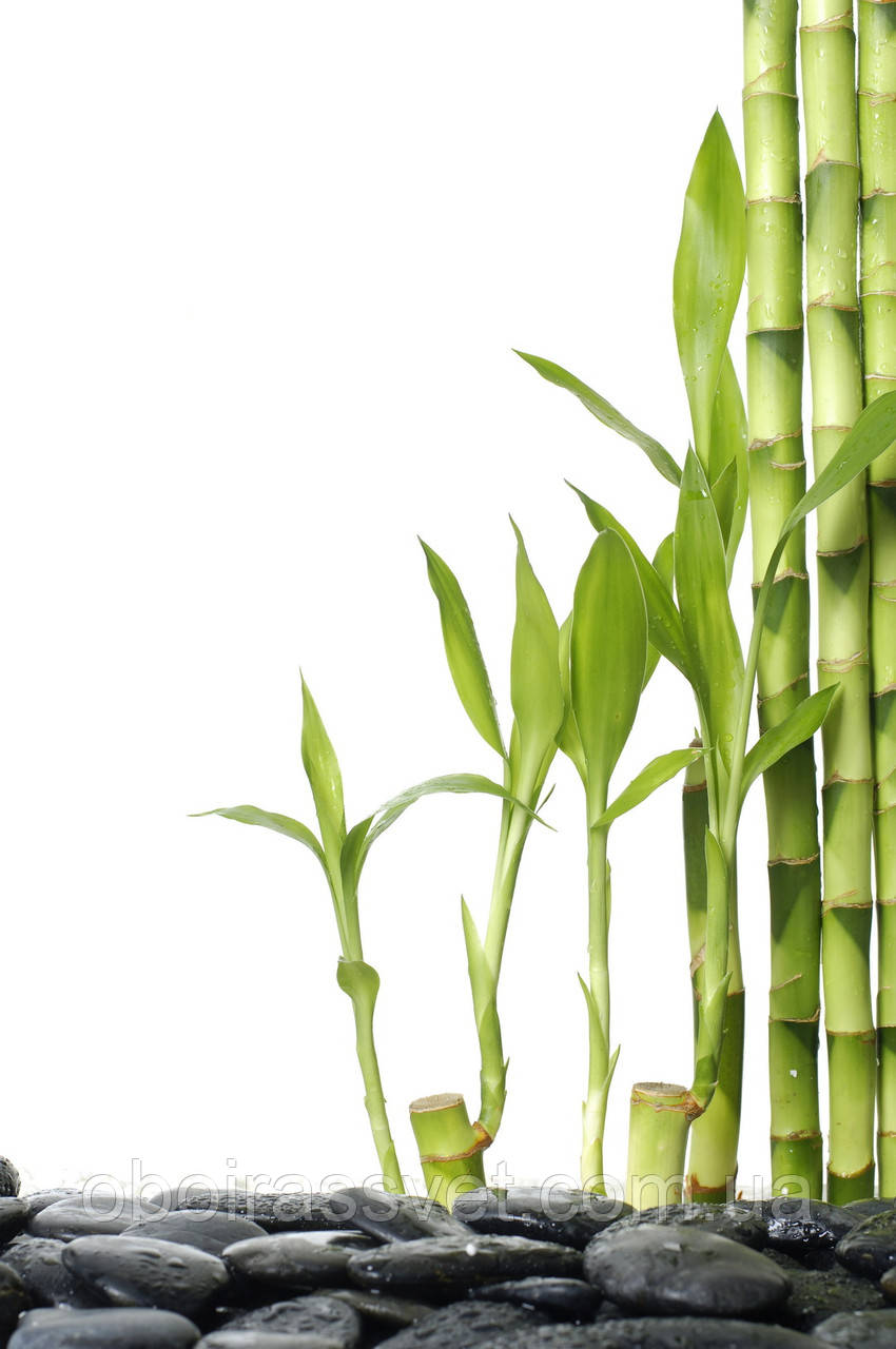 Фотошляхи вінілові на флізеліновій основі, що миють