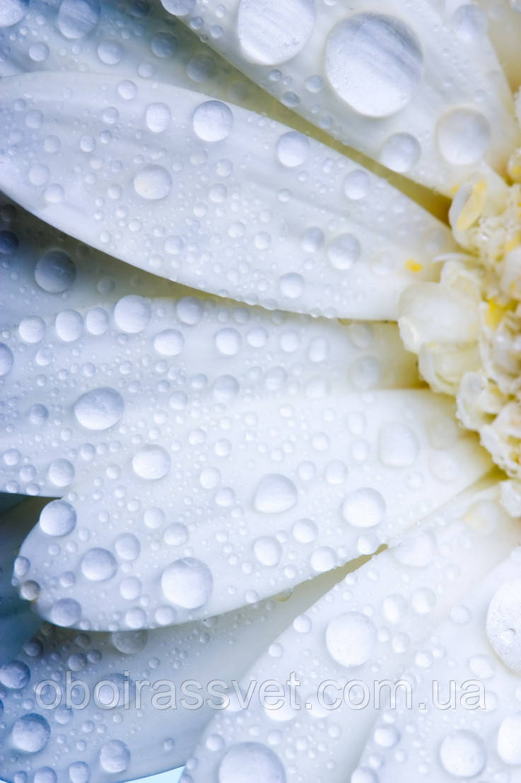 Фотошляхи вінілові на флізеліновій основі, що миють