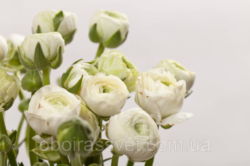 Фотошляхи вінілові на флізеліновій основі, що миють