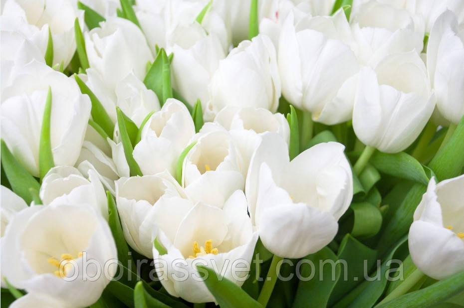 Фотошляхи вінілові на флізеліновій основі, що миють