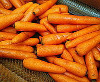 Мийка щіткова для моркви, інших овочей та корнеплодів від 1т/год
