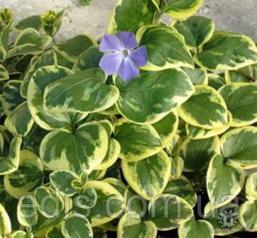 Барвінок великий ряболистий (Vinca major var.)