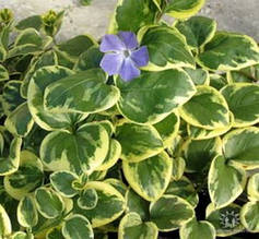 Барвінок великий ряболистий (Vinca major var.)