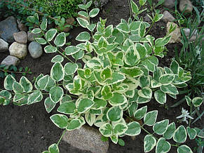 Барвінок великий ряболистий (Vinca major var.), фото 3