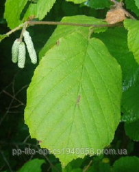 Кора лещины обыкновенной из Карпат 2023 год (ID#95803337), цена: 40 ...