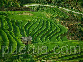 Чому саме китайський чай?