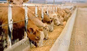 Корми для відгодівлі корiв, фото 1